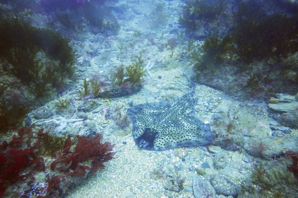 Spotted Ray (Raja montagui) in Plymouth