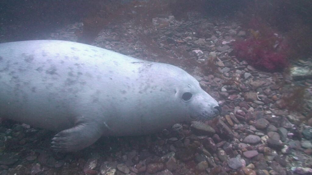 Diving with Seals