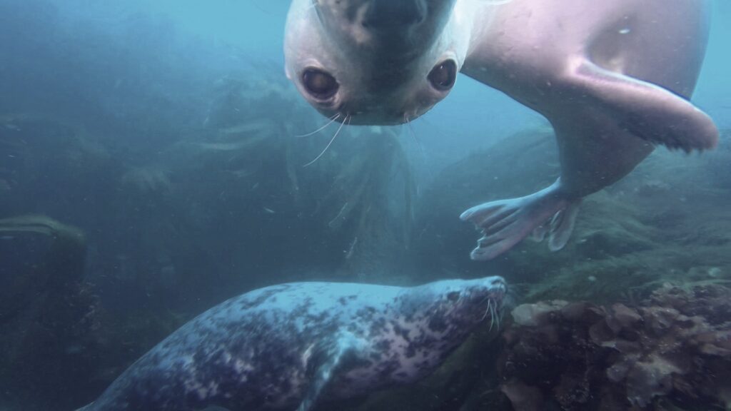 Curious Seals